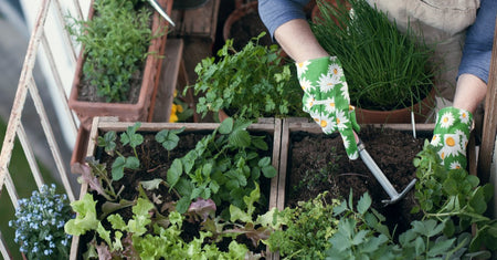 Urban Gardening - Edible Planting on Your balcony