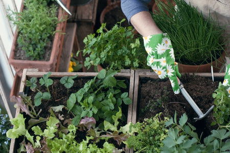 Urban Gardening - Edible Planting on Your balcony